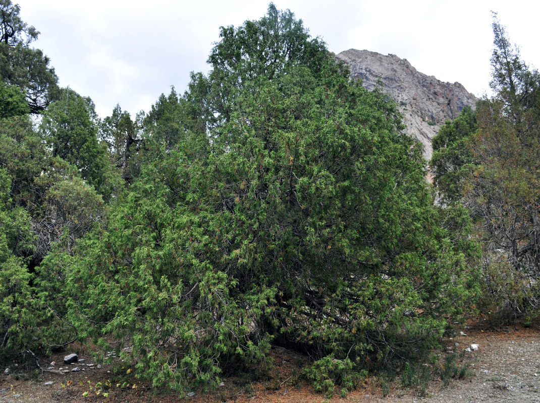 Изображение особи Juniperus seravschanica.