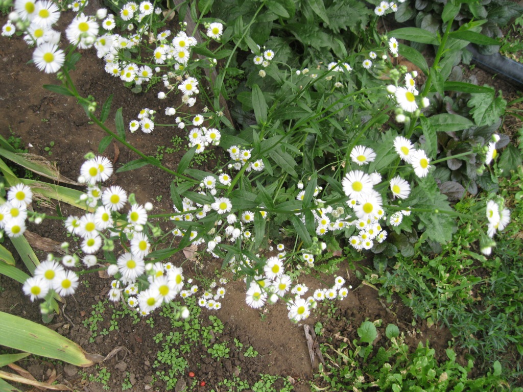 Image of Erigeron annuus specimen.