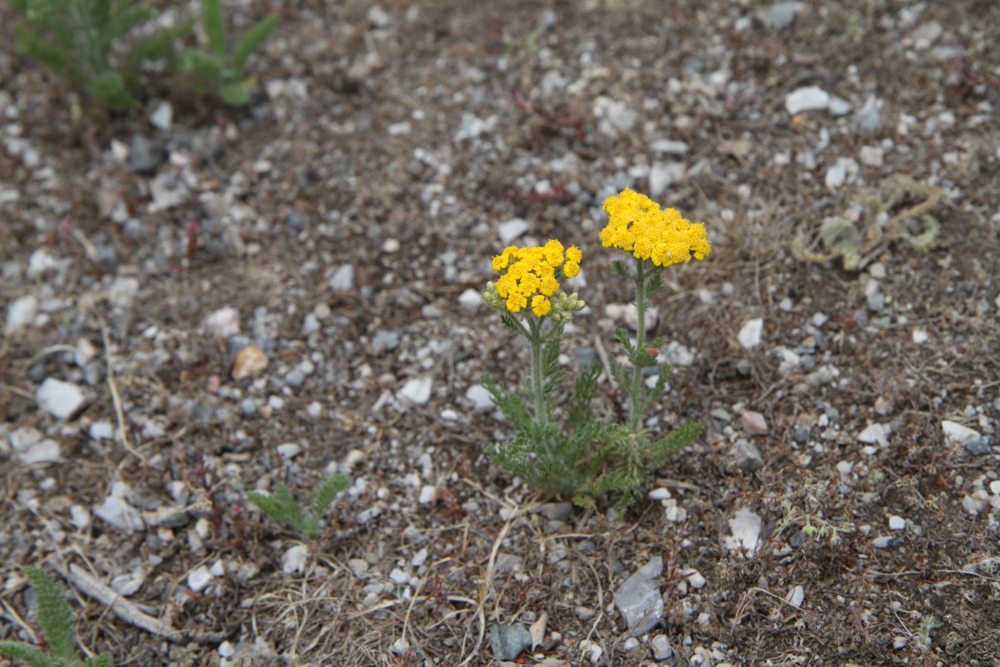 Image of Achillea arabica specimen.