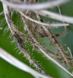 Image of taxon representative. Author is Леонид Непоменко
