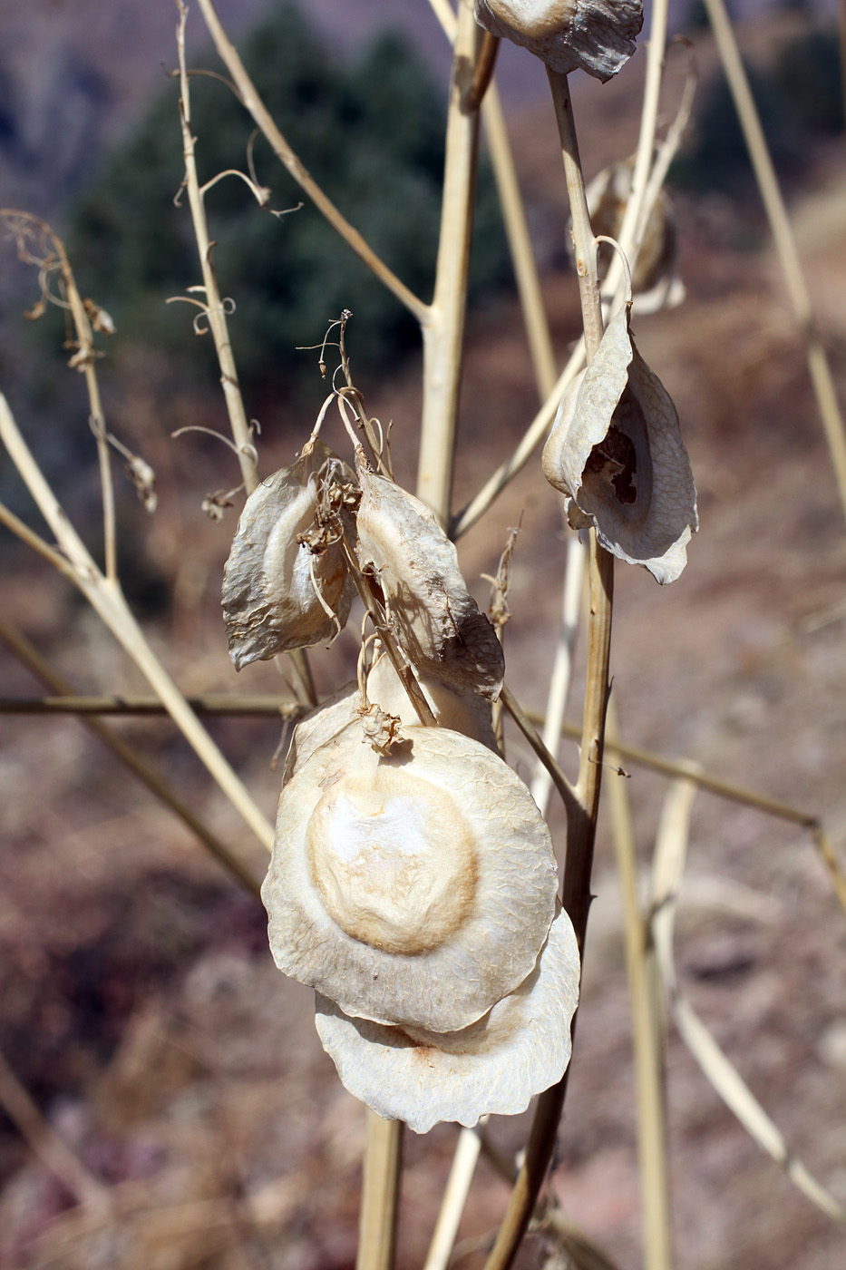 Image of Megacarpaea orbiculata specimen.