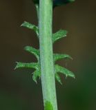 Image of taxon representative. Author is Татьяна Мальчинская