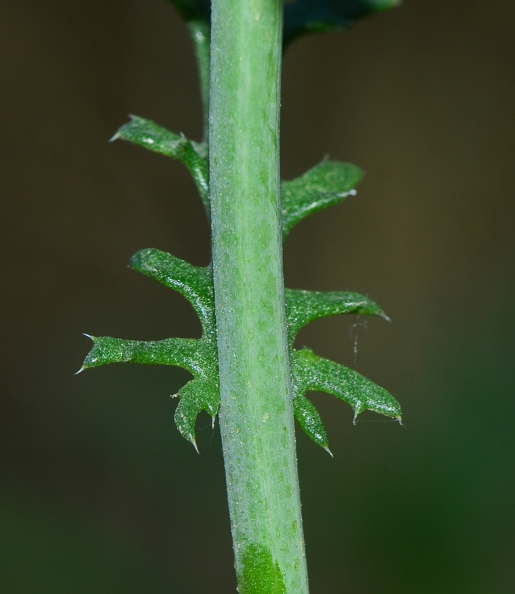 Изображение особи Glebionis coronaria.