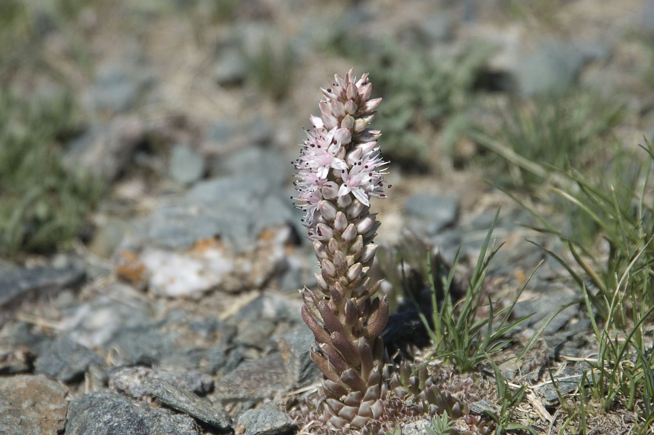 Image of Orostachys thyrsiflora specimen.