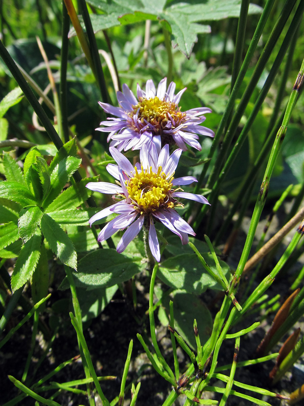 Image of Aster sibiricus specimen.