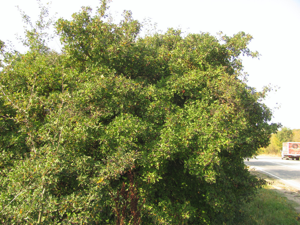 Изображение особи Crataegus pentagyna.