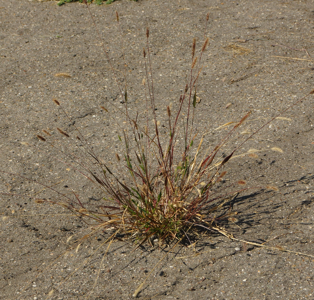 Image of Setaria viridis specimen.