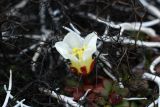 Diapensia obovata. Верхушка побега с цветком среди лишайников. Чукотка, побережье бухты Провидения, кустарничково-лишайниковая тундра. 13.06.2014.