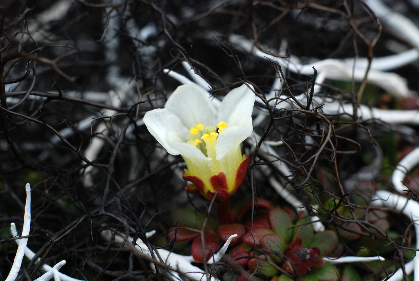 Image of Diapensia obovata specimen.