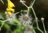 Hieracium silvaticum