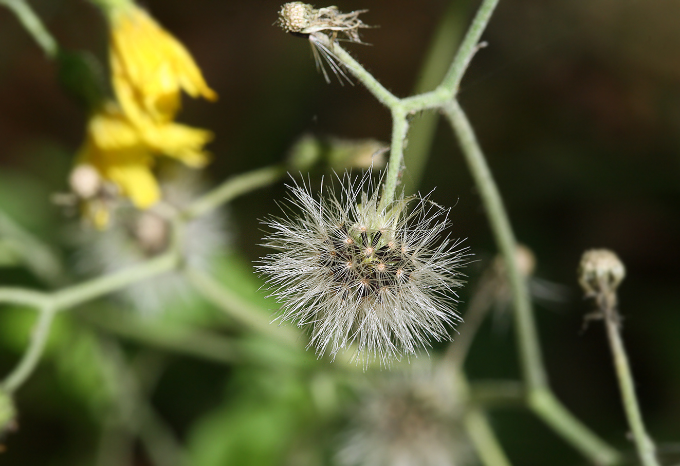 Image of Hieracium silvaticum specimen.