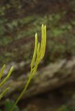 Lycopodium clavatum