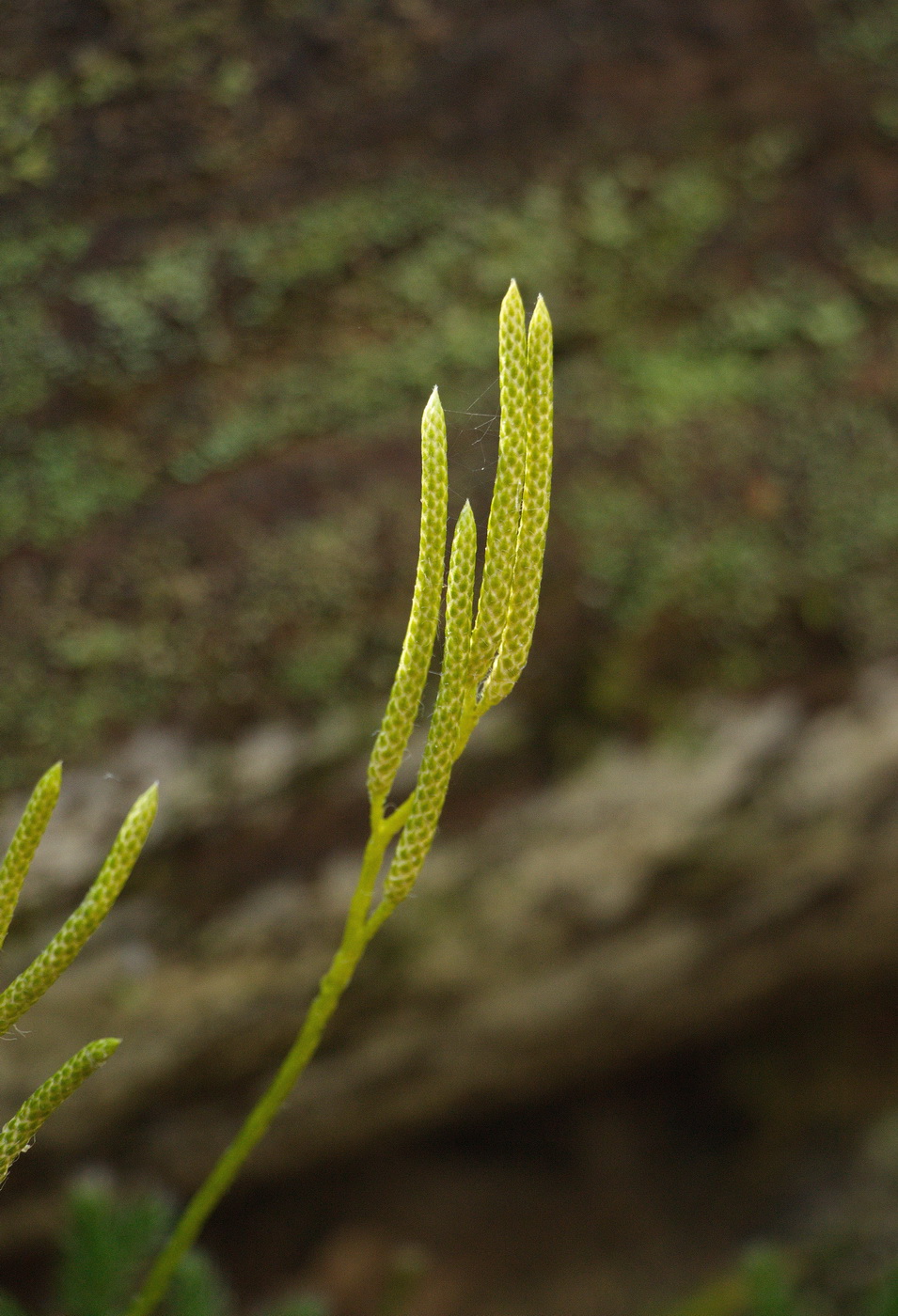 Image of Lycopodium clavatum specimen.