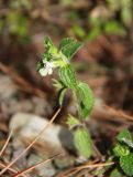 Stachys annua