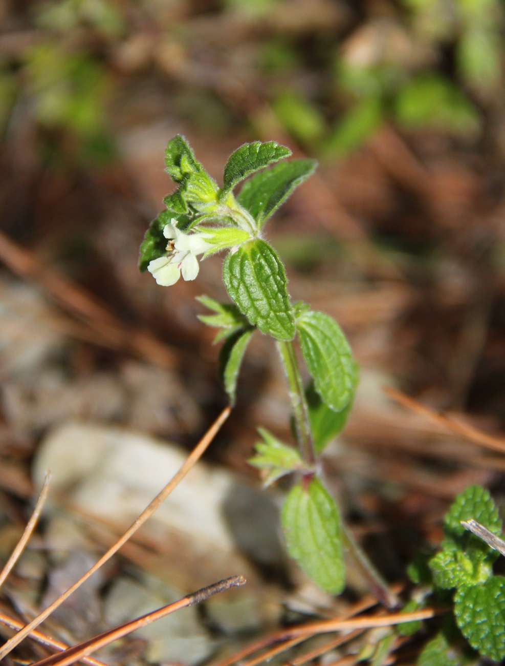 Изображение особи Stachys annua.