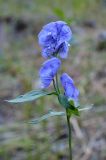 Aconitum talassicum