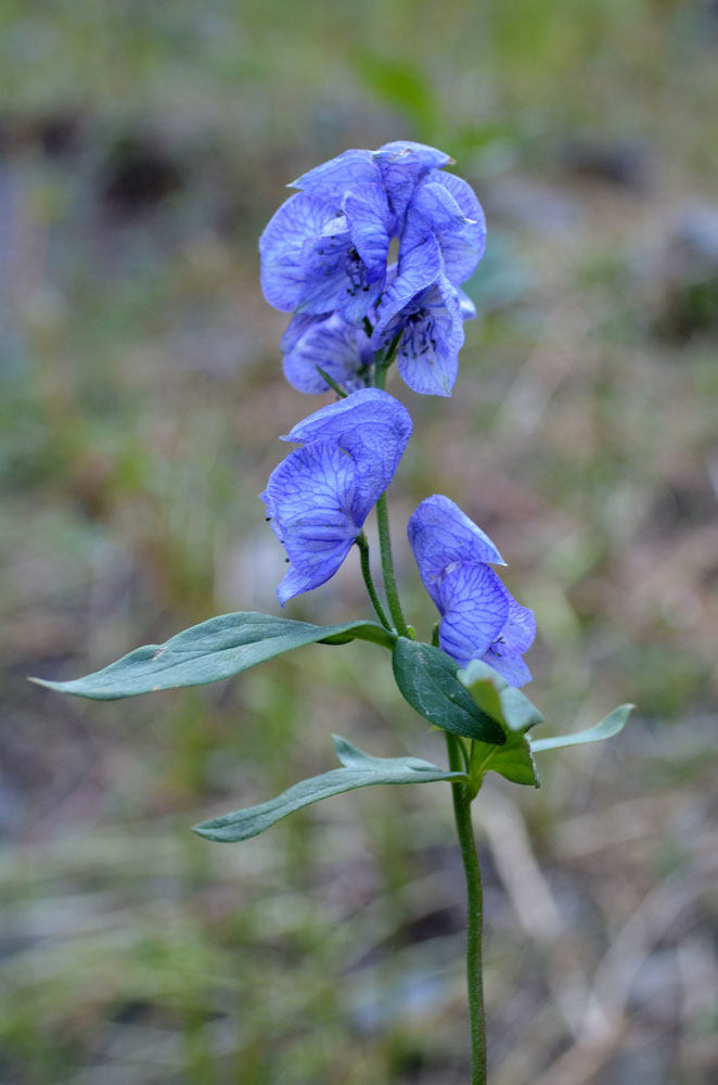 Изображение особи Aconitum talassicum.