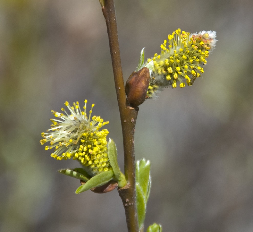 Image of genus Salix specimen.