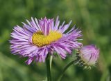 Erigeron speciosus. Соцветие (часть трубчатых цветков в центре диска трансформировалась в язычковые). Пермский край, г. Пермь, Кировский р-н, цветочная клумба у административного здания, в культуре. 01.07.2017.