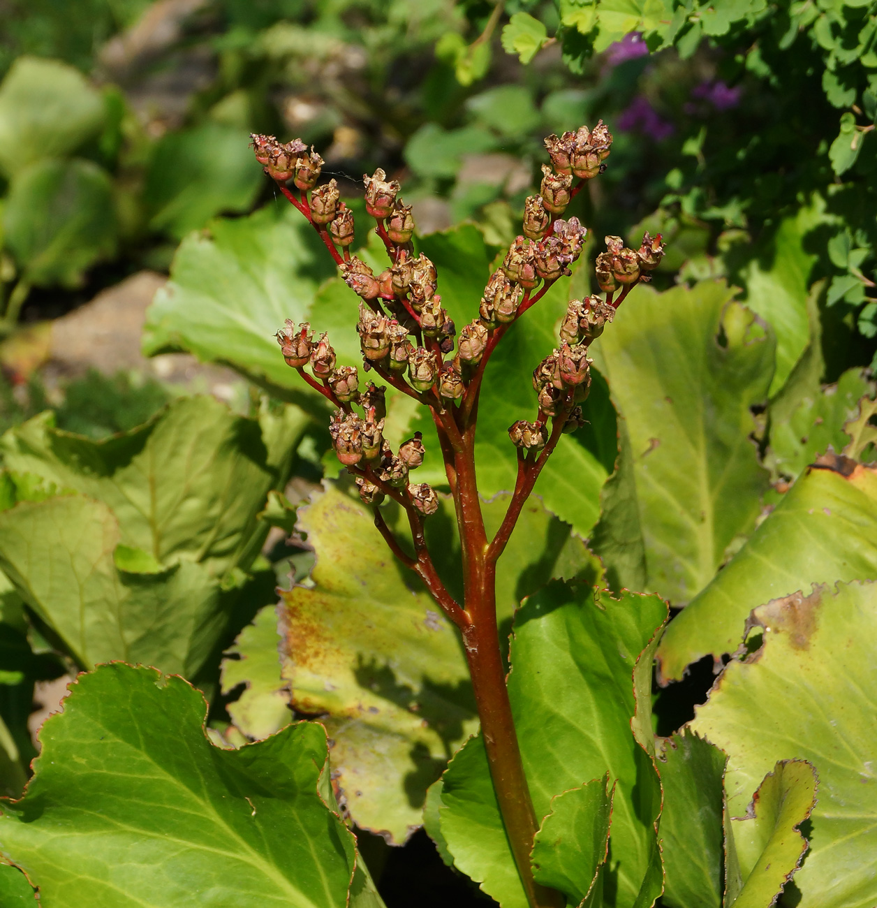 Image of Bergenia crassifolia specimen.