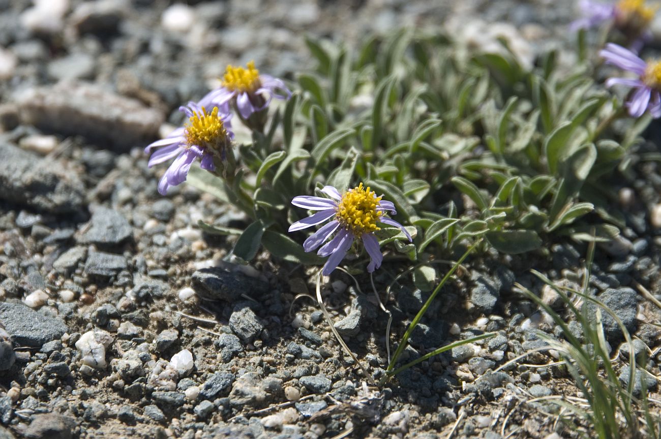 Image of Rhinactinidia eremophila specimen.