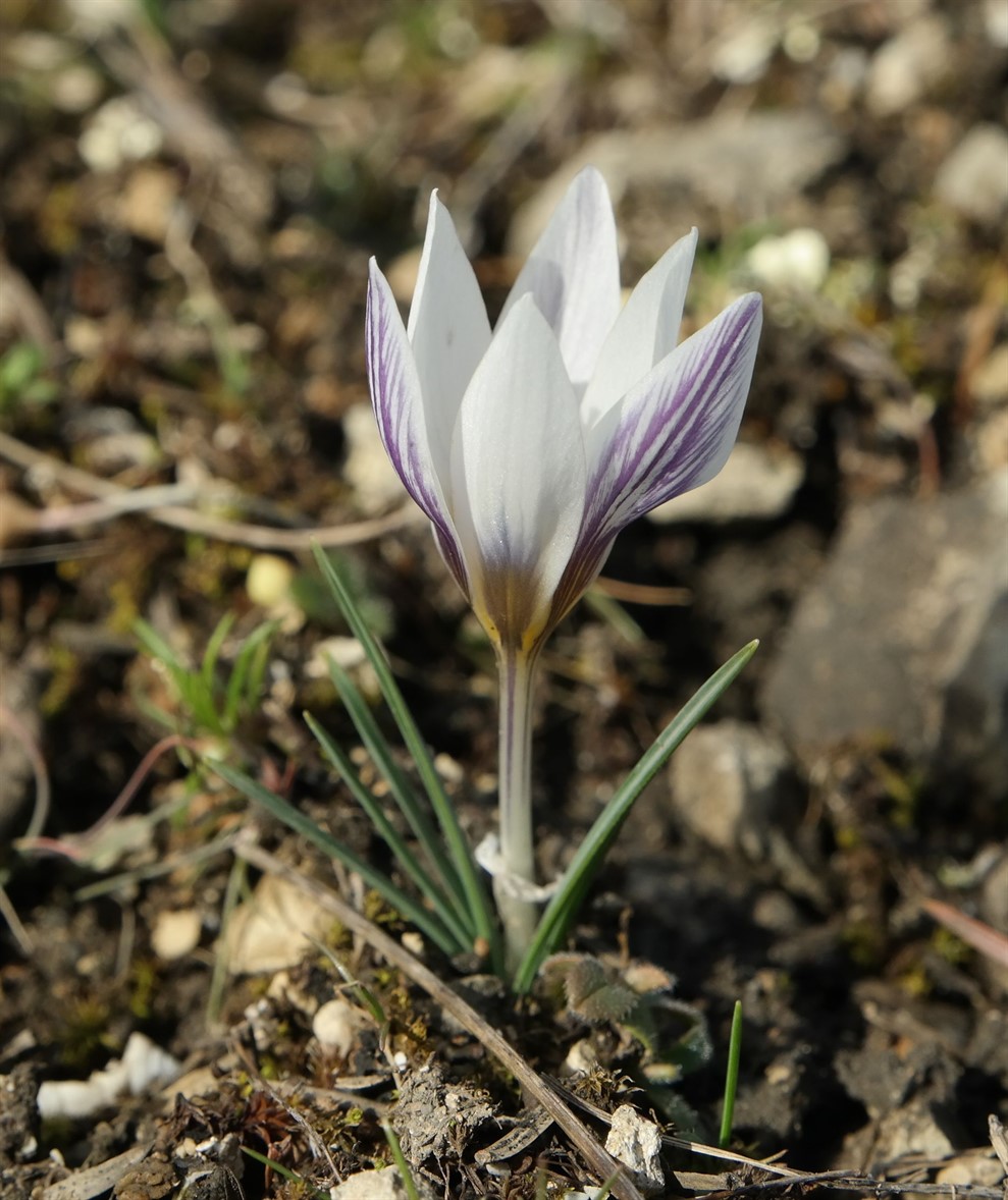 Изображение особи Crocus tauricus.