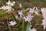 Chionodoxa luciliae разновидность rosea. Цветущие растения. Крым, Севастополь, в культуре. 21.03.2018.