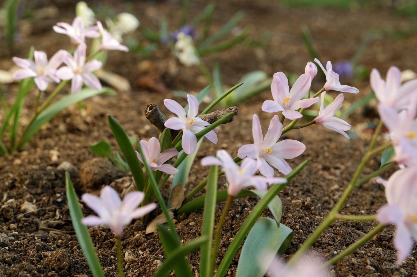 Изображение особи Chionodoxa luciliae var. rosea.