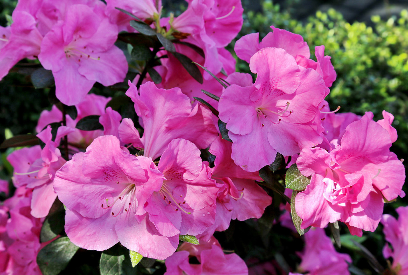 Image of genus Rhododendron specimen.