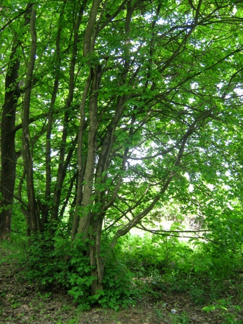 Image of Acer campestre specimen.
