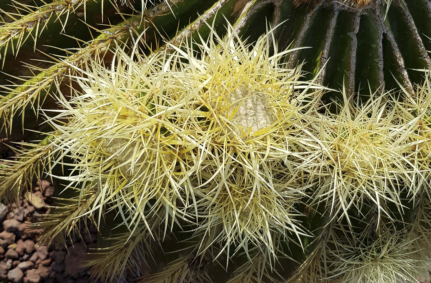 Изображение особи Echinocactus grusonii.