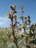 Paraeremostachys dshungarica