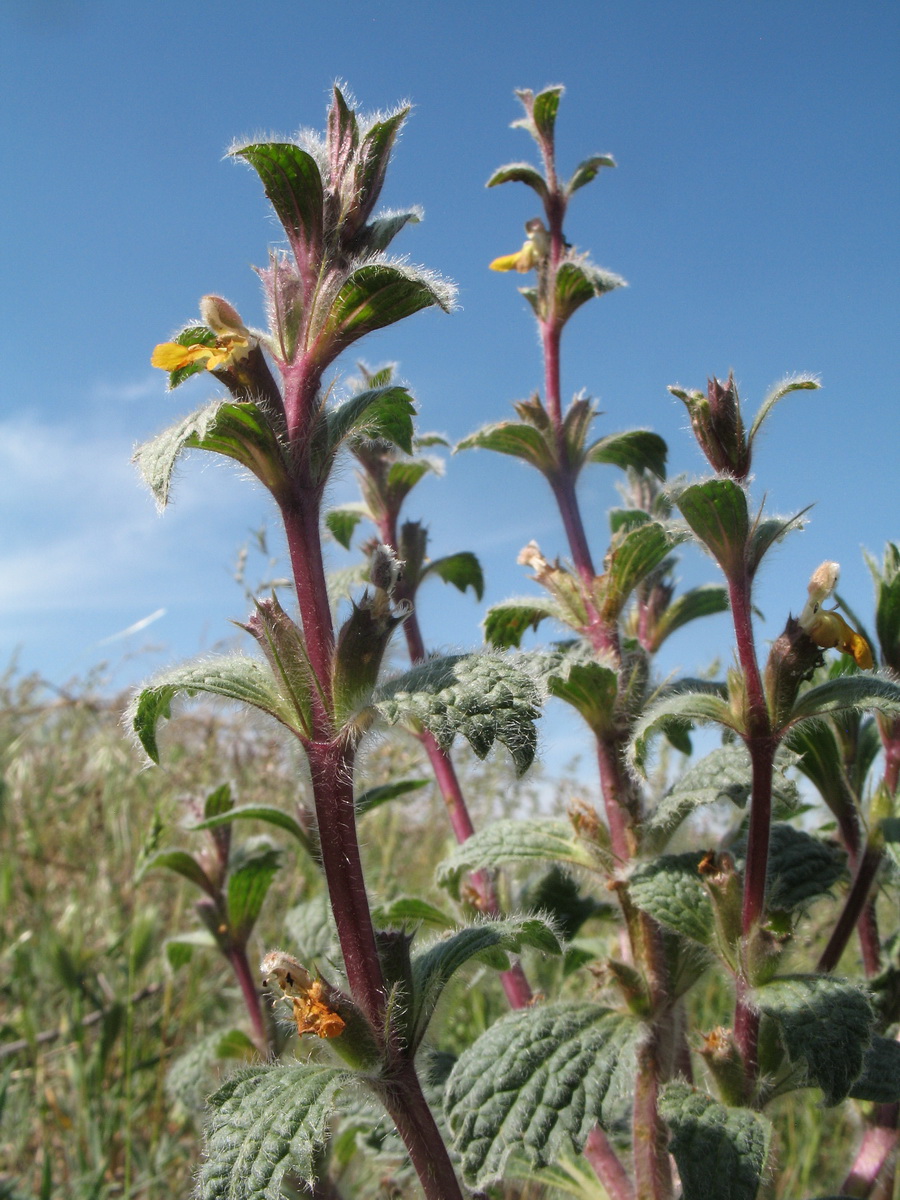 Image of Paraeremostachys dshungarica specimen.