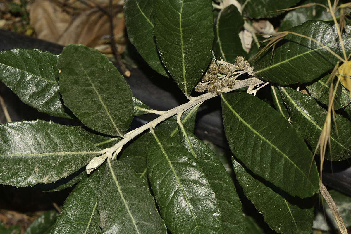 Image of Brachylaena discolor specimen.