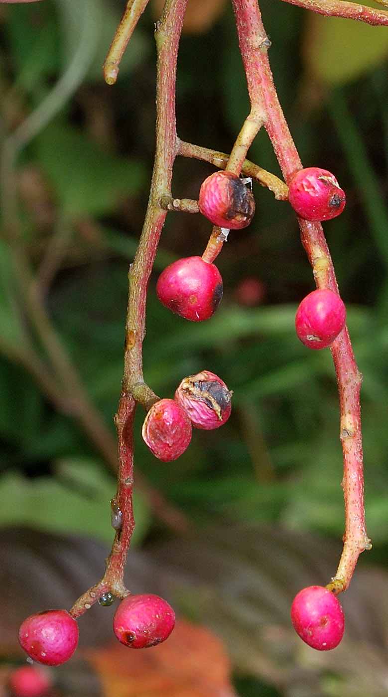 Image of genus Pistacia specimen.