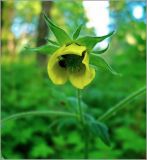 Image of taxon representative. Author is Сергей Апполонов