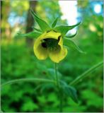 Geum × intermedium