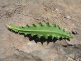 Cirsium glaberrimum