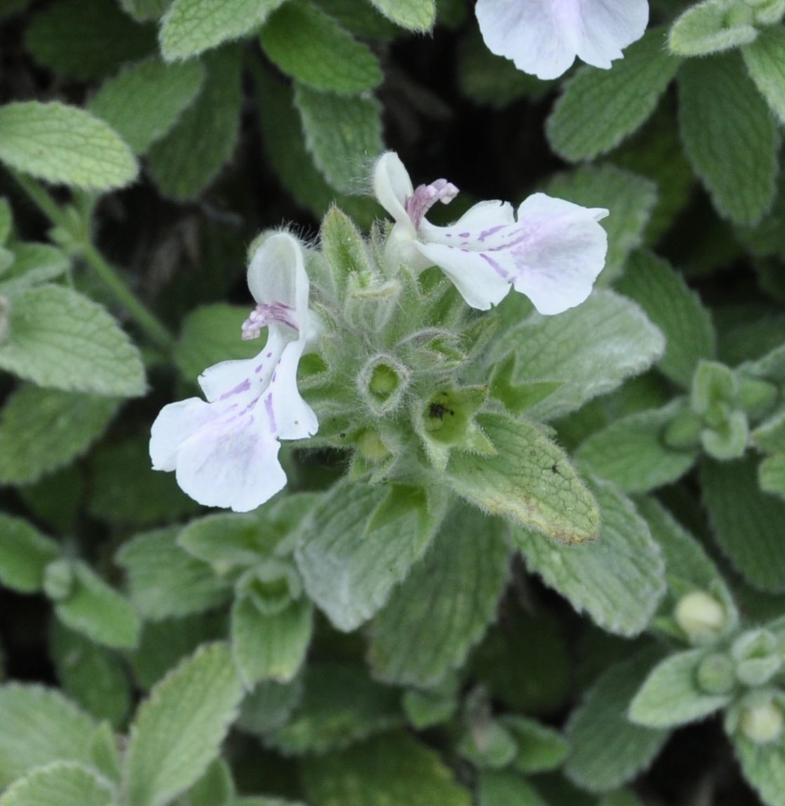 Image of Stachys swainsonii specimen.