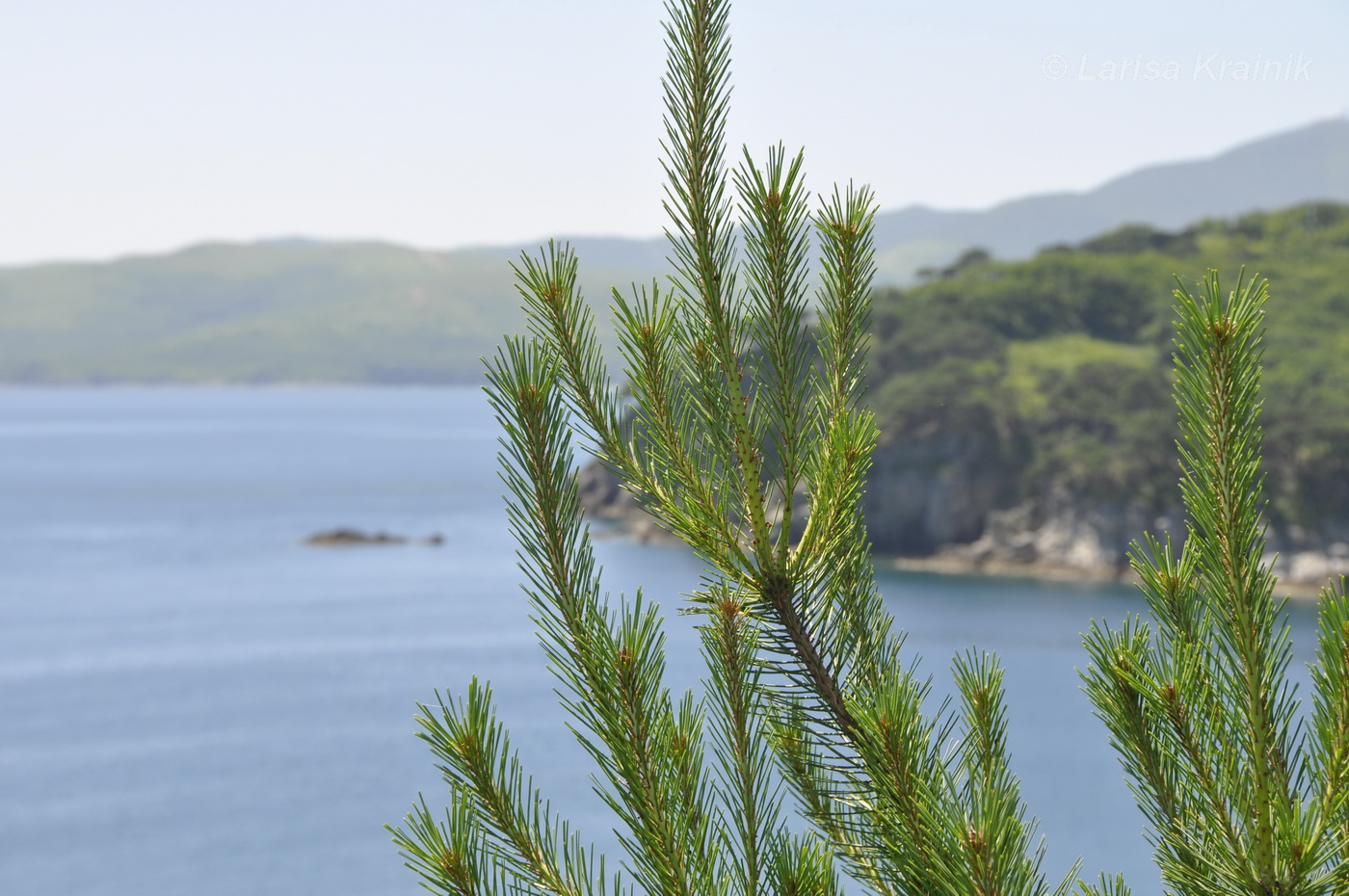 Изображение особи Pinus densiflora.