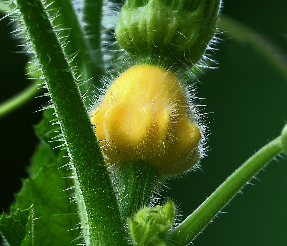 Изображение особи Cucurbita pepo.