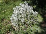 Senecio cineraria