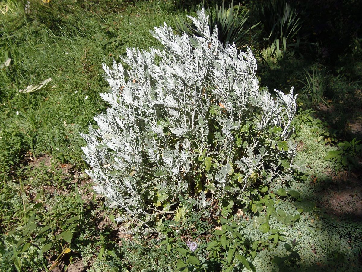 Image of Senecio cineraria specimen.