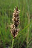 Carex disticha. Соцветие. Нидерланды, провинция Drenthe, Langelo, заказник Broekland, заболоченный луг на выходах грунтовых вод. 5 мая 2010 г.