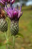 Klasea quinquefolia