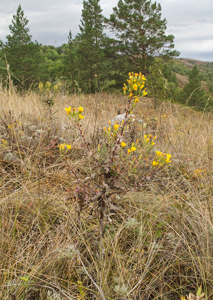 Image of Hieracium virosum specimen.