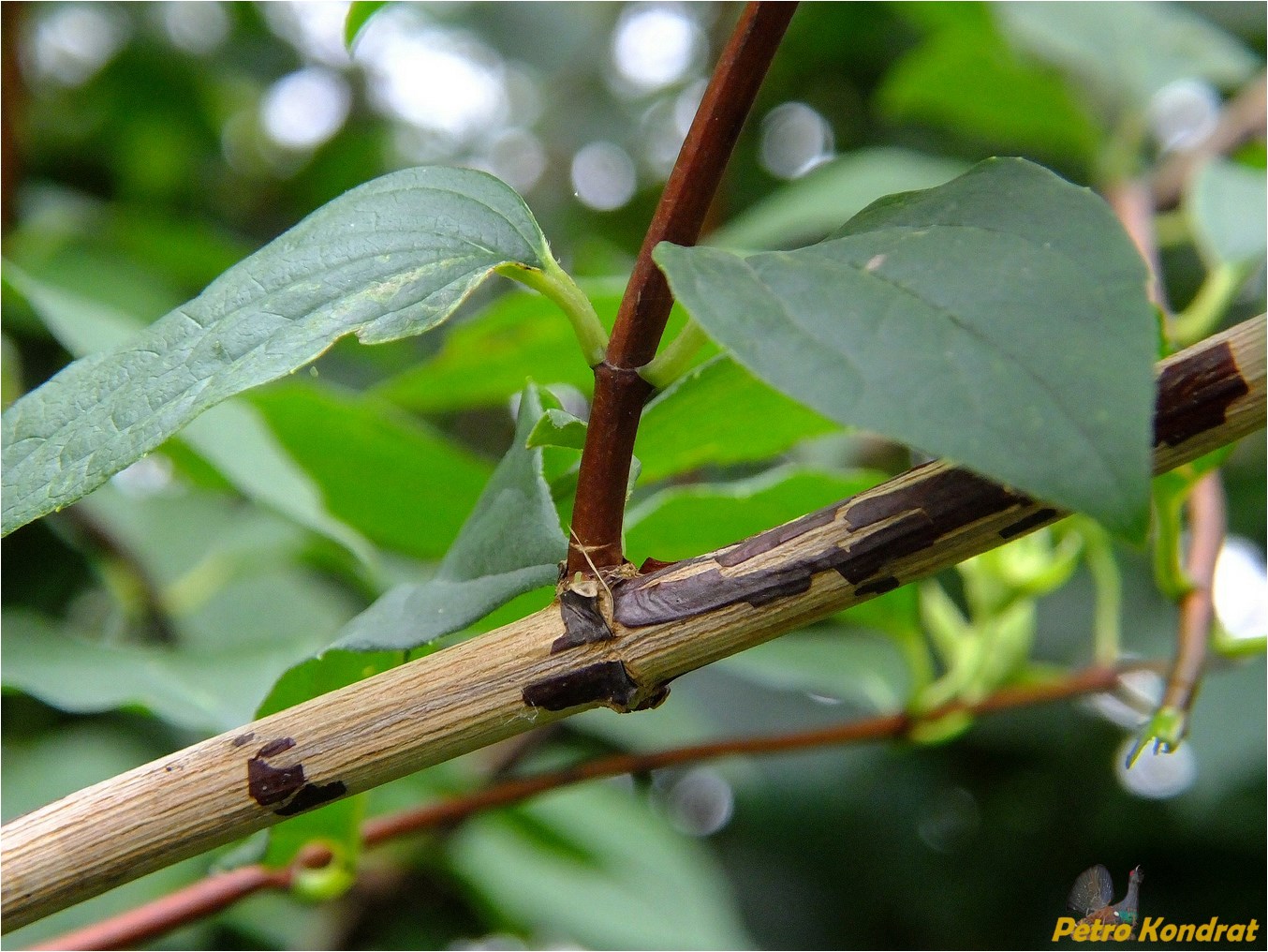 Image of genus Philadelphus specimen.