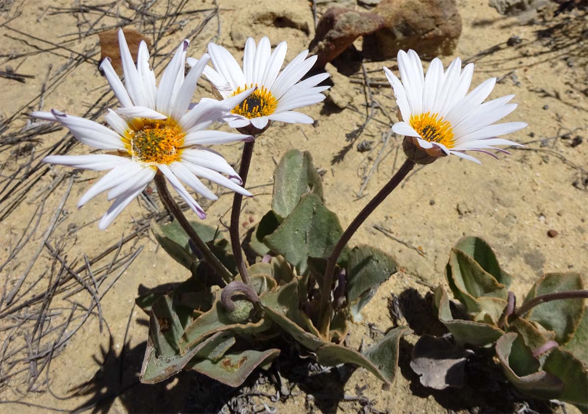 Image of Arctotis angustifolia specimen.