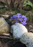 genus Hepatica