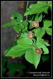 Euonymus verrucosus. Ветвь с цветками. Подмосковье. 10.06.2006.
